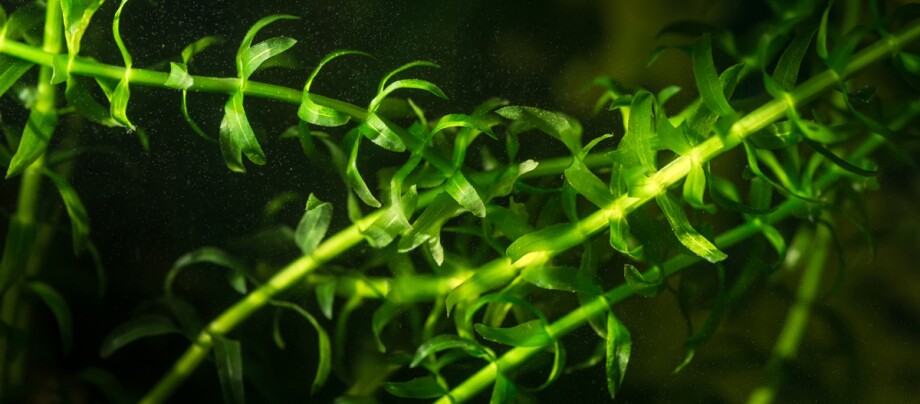 Eine Nahaufnahme einer Aquariumspflanze.
