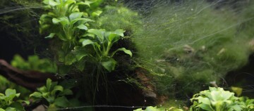 Grüne Wasserpflanzen und feine Fadenalgen auf Treibholz in einem Aquarium