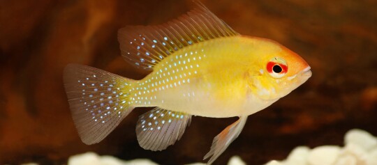 Nahaufnahme eines leuchtend gelben German Blue Ram Aquarienfisches mit blauen Punkten und rotem Auge vor dunklem Hintergrund.
