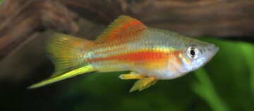 Bunter Schwertträger (Xiphophorus hellerii) Fisch im Aquarium mit leuchtend gelben und roten Flossen