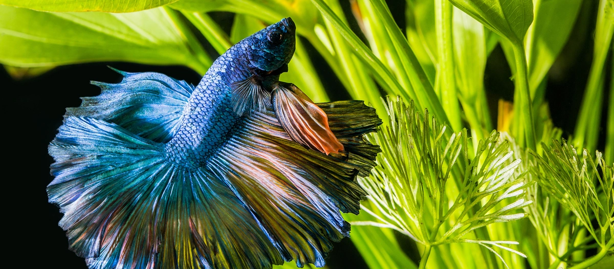 Eine Nahaufnahme eines Siamnesischen Kampffisches.