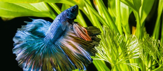 Bunter blauer Kampffisch (Betta) mit fließenden Flossen schwimmt zwischen grünen Wasserpflanzen in einem Aquarium