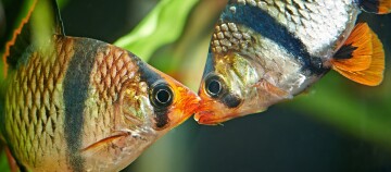 31+ Goldfisch Haltung Im Teich, Goldfische sind beliebte