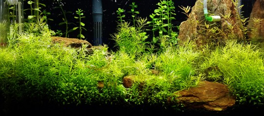 Aquariumsfilter.