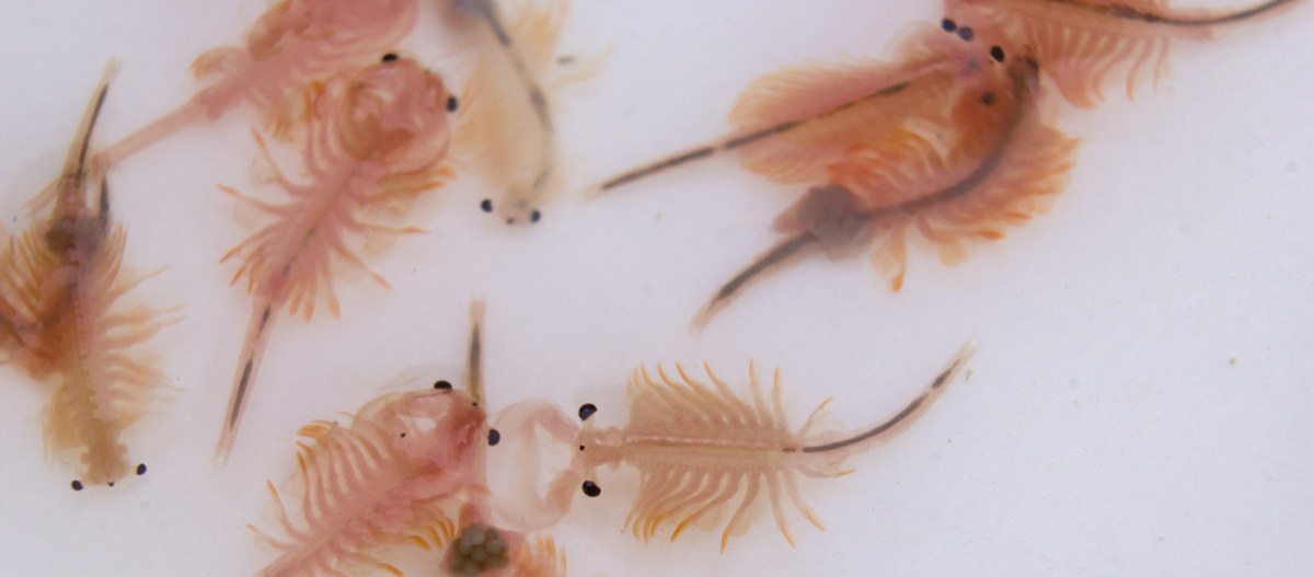 Urzeitkrebse Z chten Artemia Triops FRESSNAPF