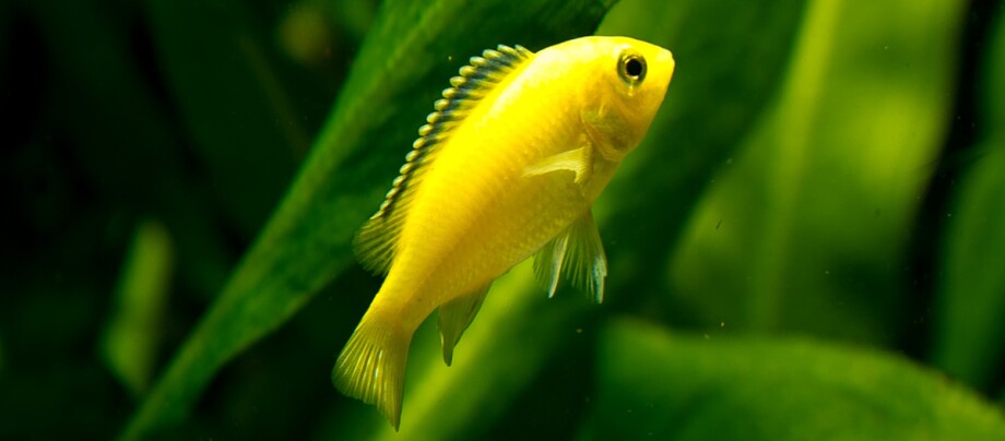 Eine Nahaufnahme eines Yellowfisch.