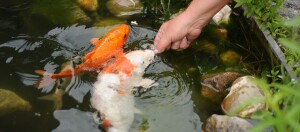 2 Fische werden mit der Hand gefüttert.