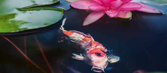 Bunter Koi-Karpfen schwimmt im dunklen Teich neben einem grünen Seerosenblatt und einer pinken Seerosenblüte.
