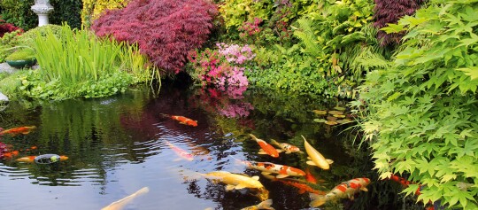 Alles rund um den Teich im Garten Magazin FRESSNAPF