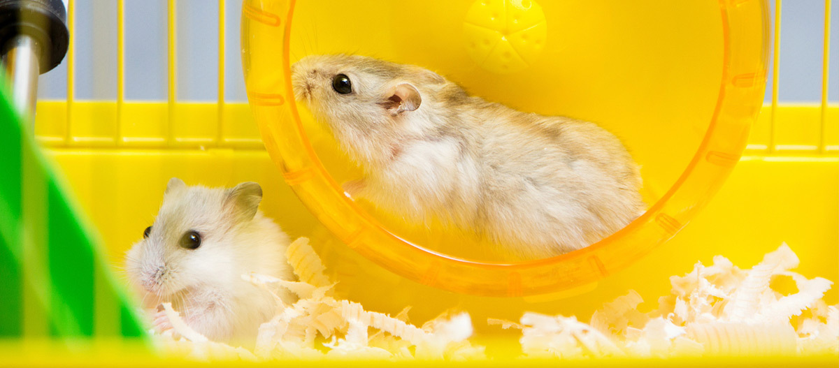 Ein Hamster läuft im Laufrad.