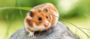 Niedlicher braun-weißer Hamster sitzt auf einem grauen Stein im grünen Garten, Nahaufnahme