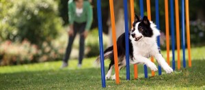Border-Collie-Hund trainiert auf einem Agility-Parcours mit bunten Slalomstangen im Garten