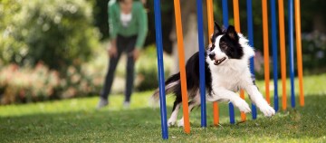 Border-Collie-Hund trainiert auf einem Agility-Parcours mit bunten Slalomstangen im Garten