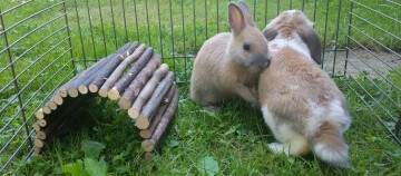 Zwei Kaninchen sitzen in einem Freigehege auf grünem Rasen. Neben ihnen befindet sich ein kleiner Tunnel aus Naturholz, der als Unterschlupf dient.