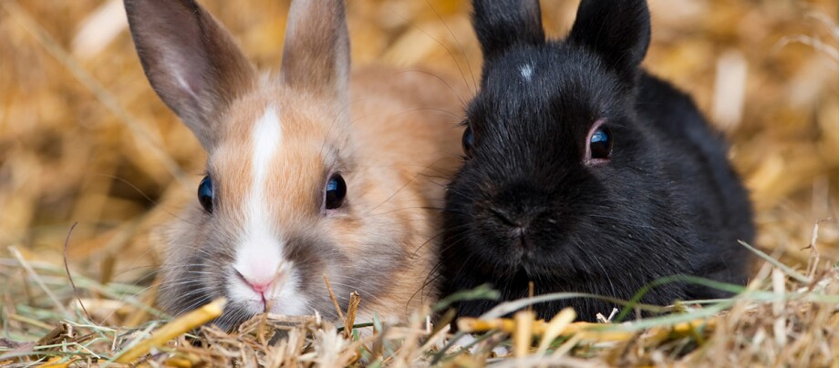 Zwei Kaninchen sitzen im Stroh.