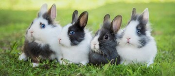 Vier niedliche Kaninchen mit weiß-schwarzem Fell sitzen zusammen auf grünem Gras im Freien