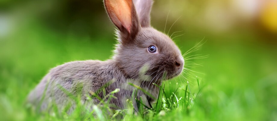 Ein Kaninchen sitzt im Gras.