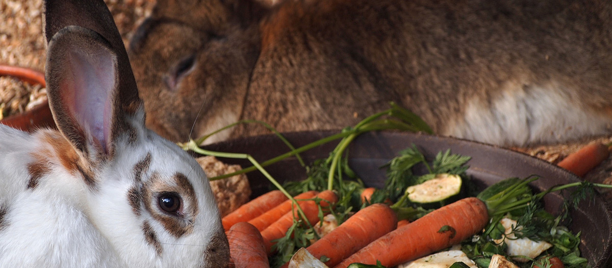 Kaninchen als Haustiere: Tipps zur Haltung und Pflege | FRESSNAPF