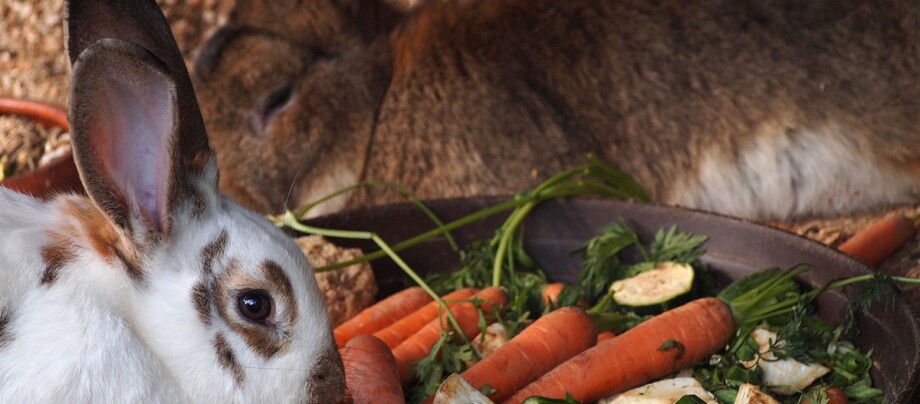 Kaninchen fressen aus einer Schale mit Gemüse