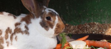 Nahaufnahme eines braun-weißen Kaninchens, das eine Karotte in einem Stall frisst