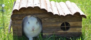 Einen weißes Kaninchen sitzt in einem Holzhäuschen.
