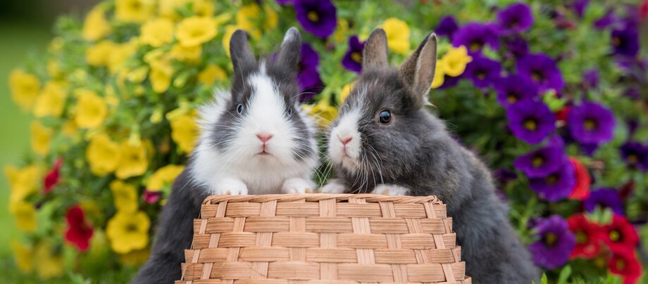 Zwei Kaninchen haben ihre vorderen Pfoten auf einer Box.