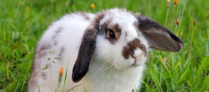 Lapin blanc et marron aux longues oreilles tombantes assis sur l'herbe verte en plein air