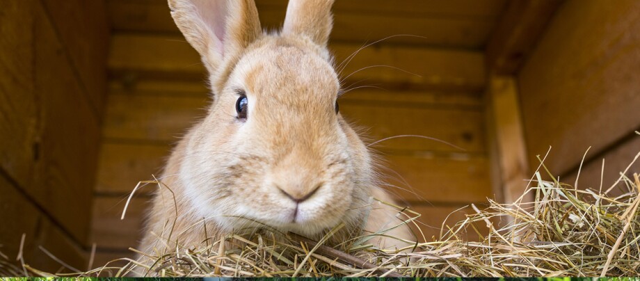 Ein Kaninchen sitzt im Stall auf Heu.