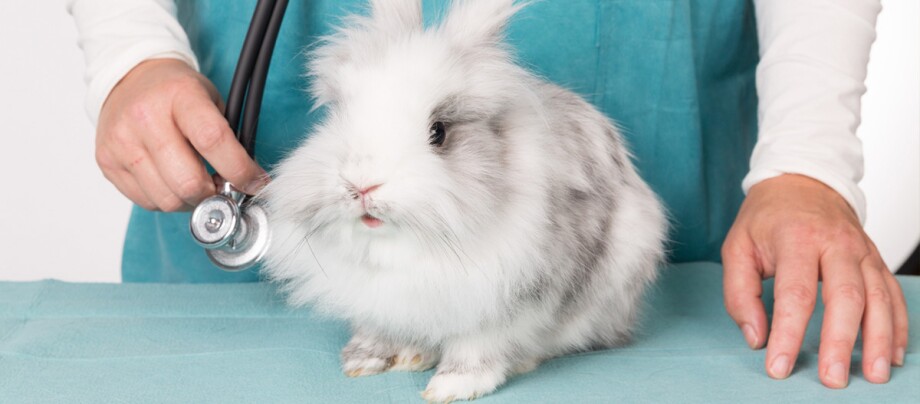 Ein Kaninchen beim Tierarzt