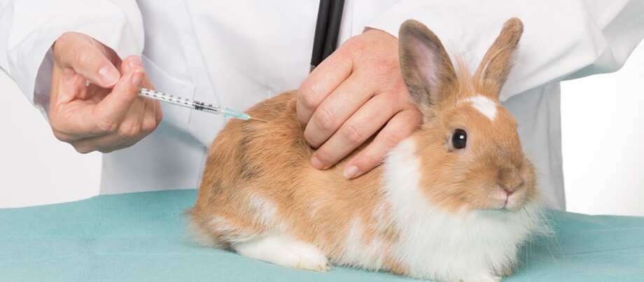 Ein Kaninchen bekommt vom Tierazt eine Spritze
