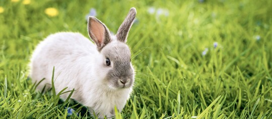 Mały szaro-biały królik siedzi na zielonej trawie na świeżym powietrzu