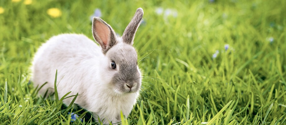 Ein hellgraues Kaninchen sitzt auf der Wiese.