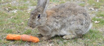 Wildkaninchen sitzt auf Gras neben einer angeknabberten Karotte in natürlicher Umgebung