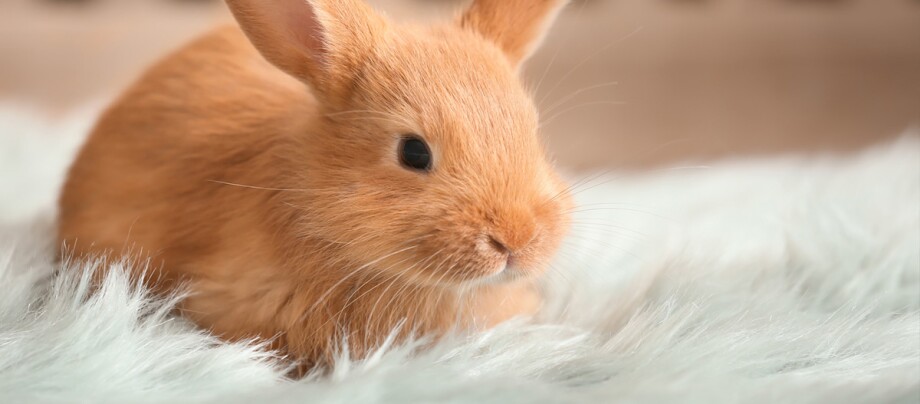 Ein Kaninchen sitzt auf einem Fell.