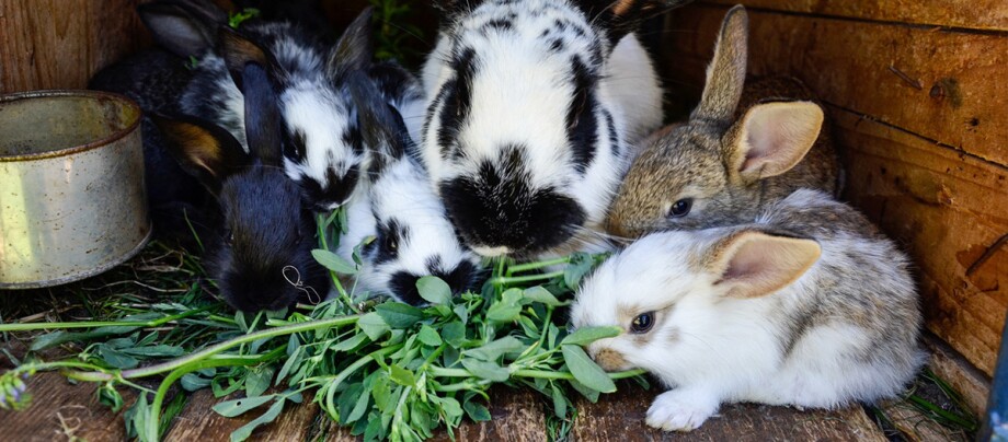 Ein Kaninchen und seine Kaninchenbabys fressen Salat