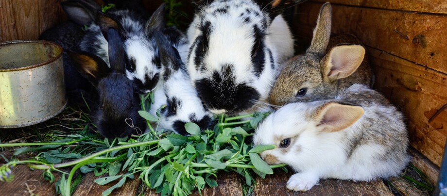 Das Kaninchen Ist Schwanger Infos Fressnapf