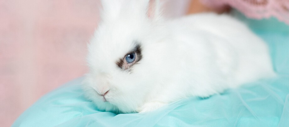 Ein weißes Kaninchen.