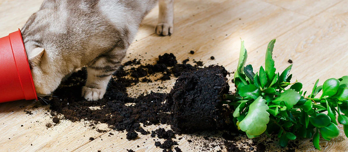 Katze mit dem Kopf in einem umgekippten roten Blumentopf, Erde und grüner Pflanze auf Holzboden verstreut