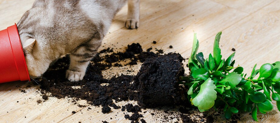 Eine Katze steckt ihren Kopf in einem Blumentopf und die Pflanze liegt daneben.