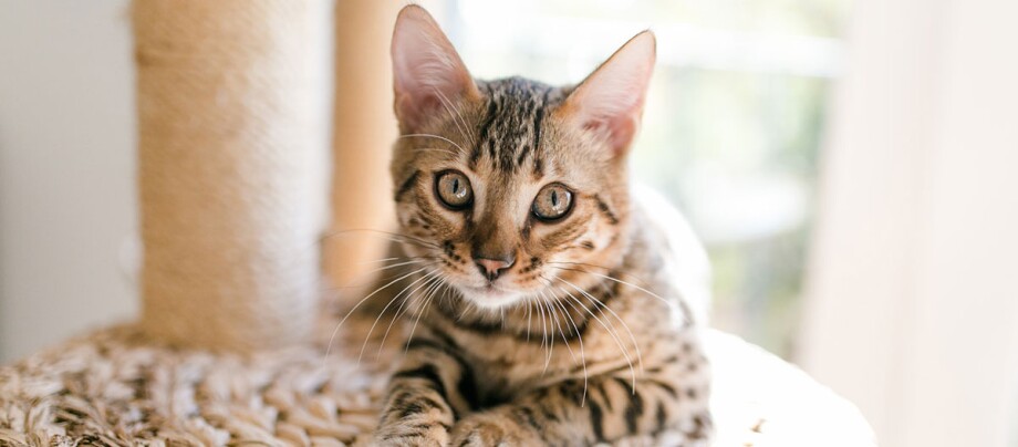 Porte-clé chat artisanal Mon petit chat en bois à personnaliser