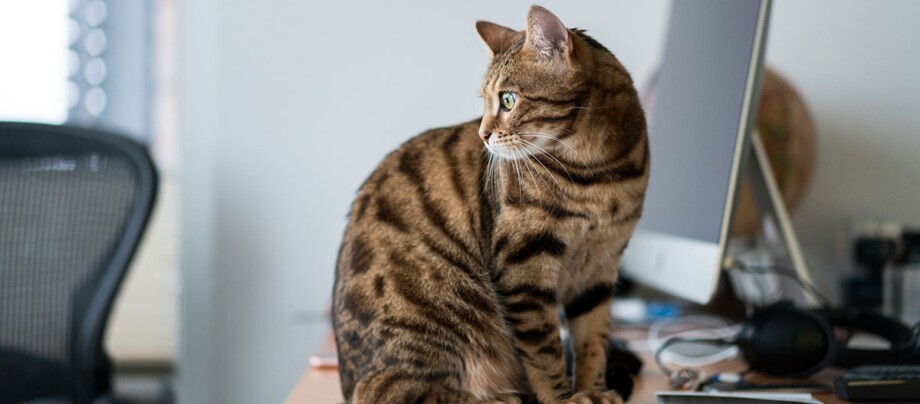 Katze In Kleiner Wohnung