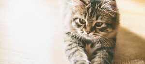 Niedliches getigertes Kätzchen liegt entspannt auf hellem Boden, Nahaufnahme eines flauschigen Haustiers mit warmem Licht