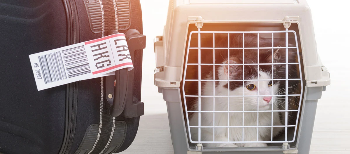 Chat dans une caisse de transport grise à côté d'une valise noire avec une étiquette de bagage, prêt pour un voyage en avion.