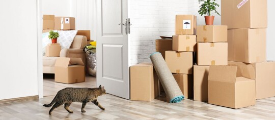 Pièce avec de nombreuses cartons de déménagement, un tapis roulé, des plantes en pot et un chat marchant sur un sol en bois