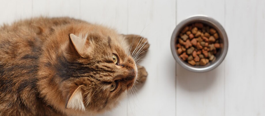 Eine Katze sitzt vor einem Futternapf mit Trockenfutter