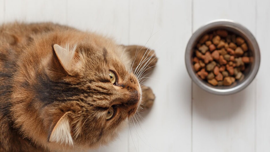 Graanvrij kattenvoer: informatie en | MAXI
