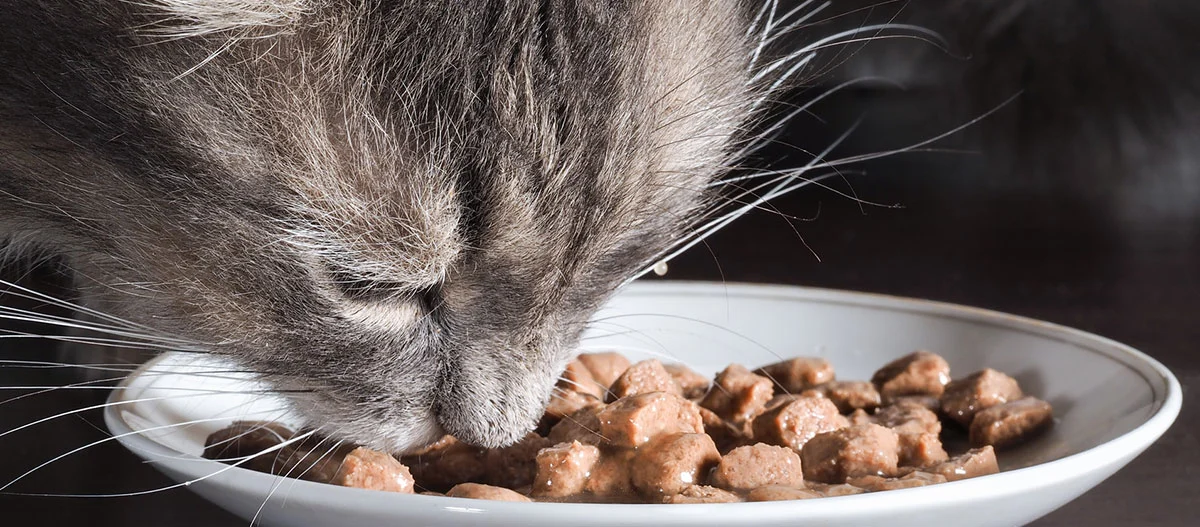 Zbliżenie szarego kota jedzącego mokrą karmę z białego talerza