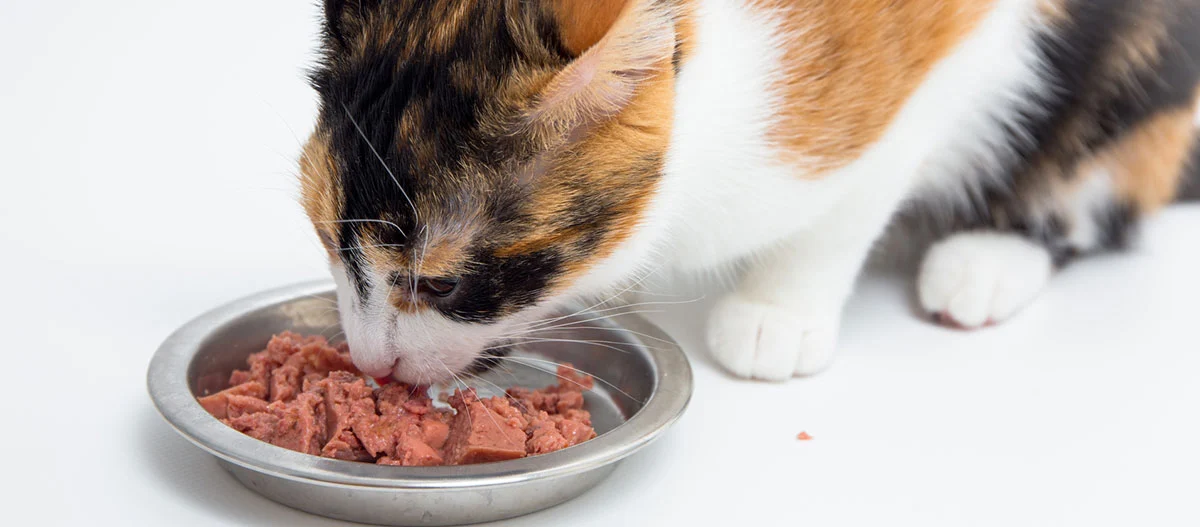 Zbliżenie kota trójkolorowego jedzącego mokrą karmę z metalowej miski na białym tle.