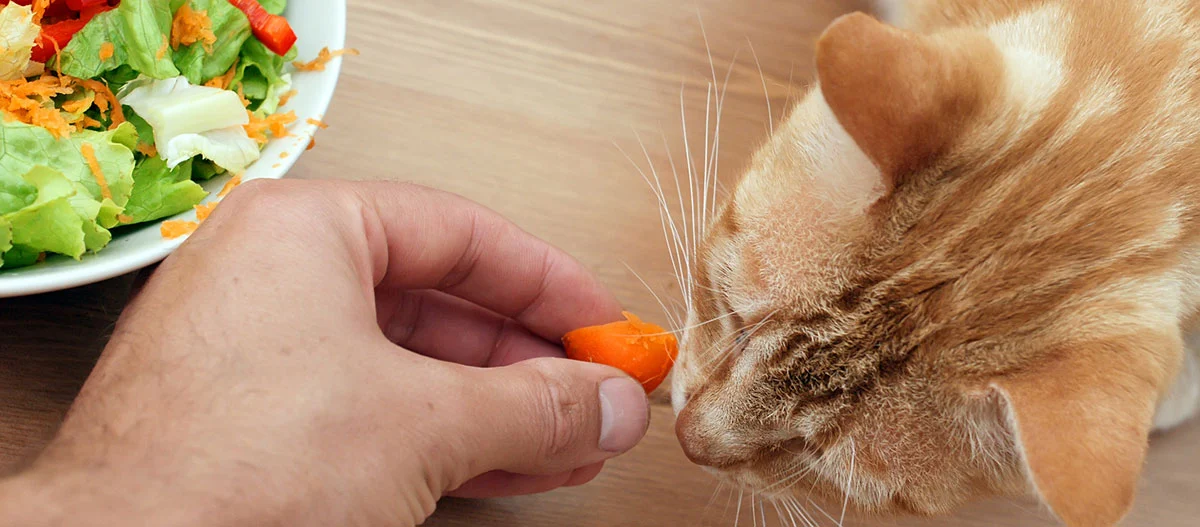 Nahaufnahme einer Hand, die ein Stück Karotte an die Nase einer orangefarbenen Katze hält, die daran schnuppert, mit einem Teller frischem Salat im Hintergrund.