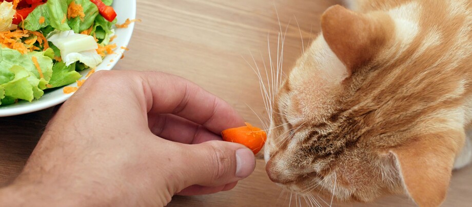 Eine Katze schnuppert an einem Stück Karotte.